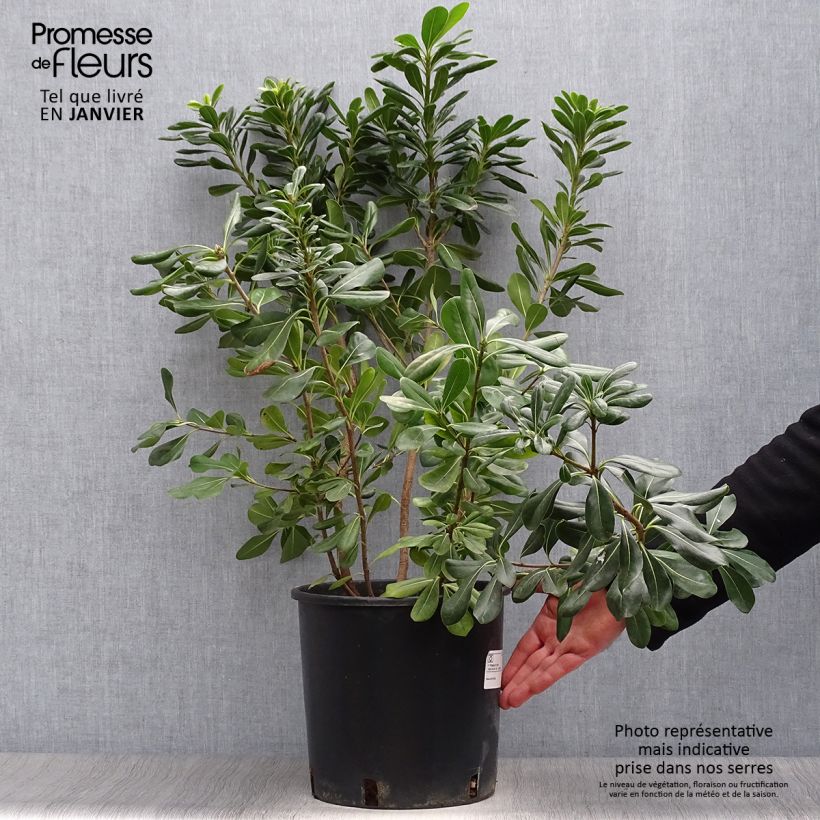 Spécimen de Pittosporum tobira - Pittospore du Japon Pot de 7,5L/10L tel que livré en hiver