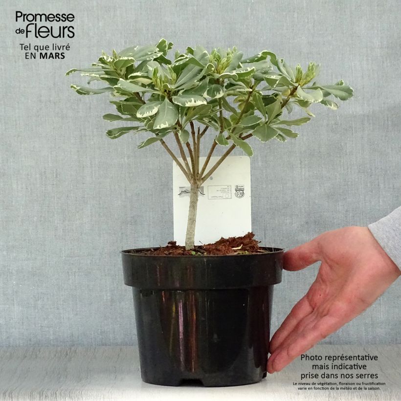 Spécimen de Pittosporum tobira Variegatum Pot de 2L/3L tel que livré au printemps