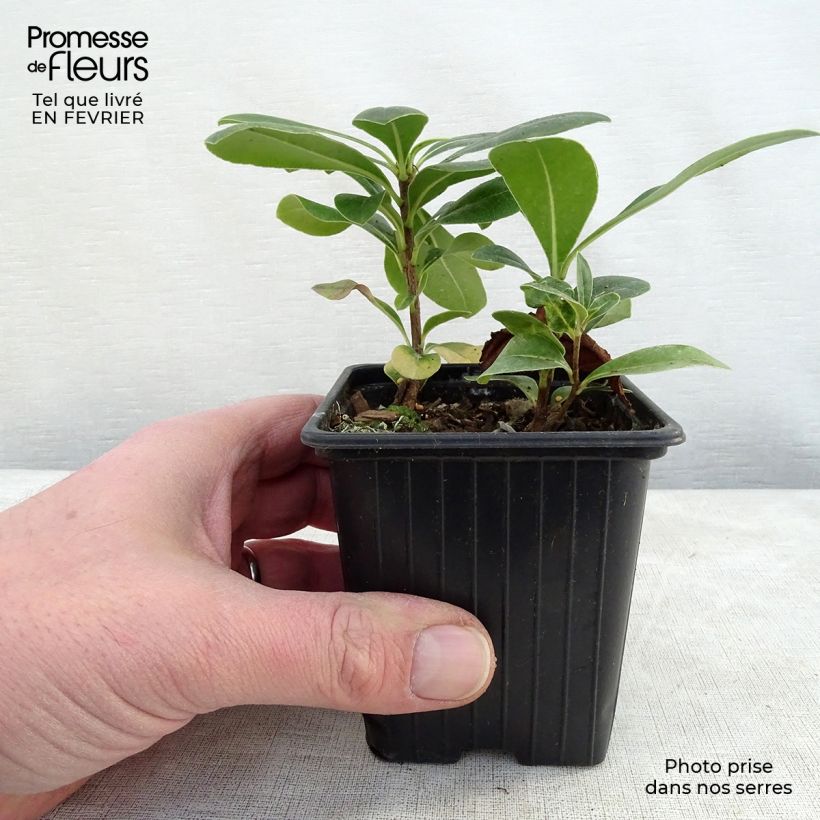 Spécimen de Pittosporum tobira - Pittospore du Japon Godet de 8/9 cm tel que livré en hiver