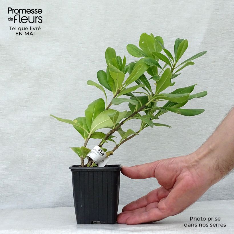 Spécimen de Pittosporum tobira - Pittospore du Japon Godet de 8/9 cm tel que livré au printemps
