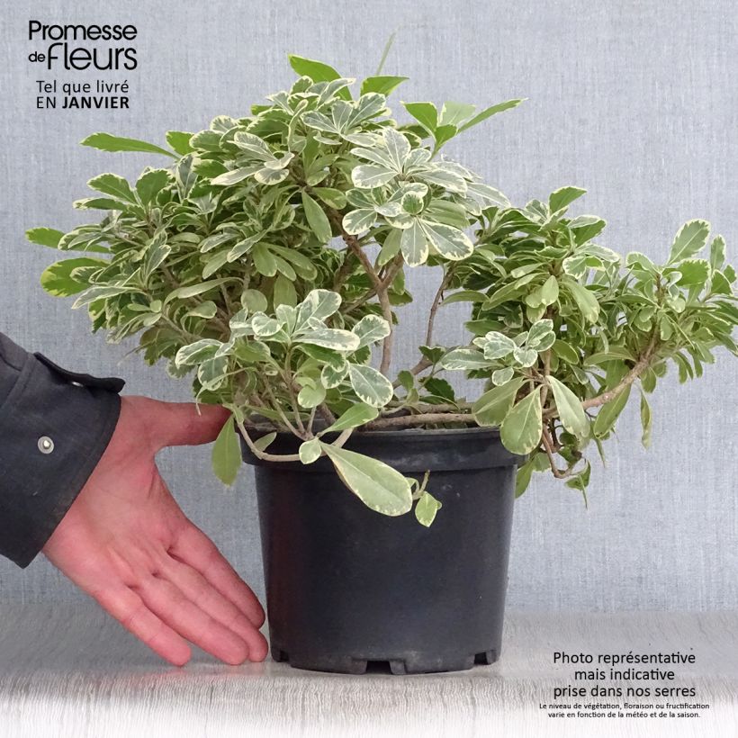 Spécimen de Pittosporum tobira nana Neige du mont Ventoux Pot de 3L/4L tel que livré en hiver