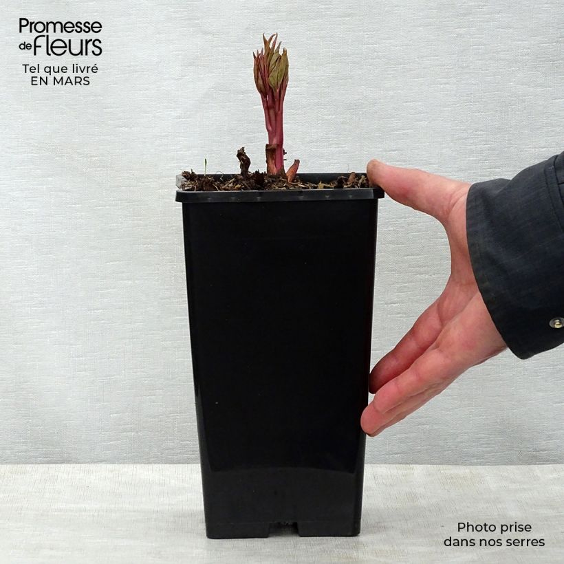 Amostra de Peónia chinesa Claire de Lune Vaso de 3 L/4 L tal como entregue na primavera