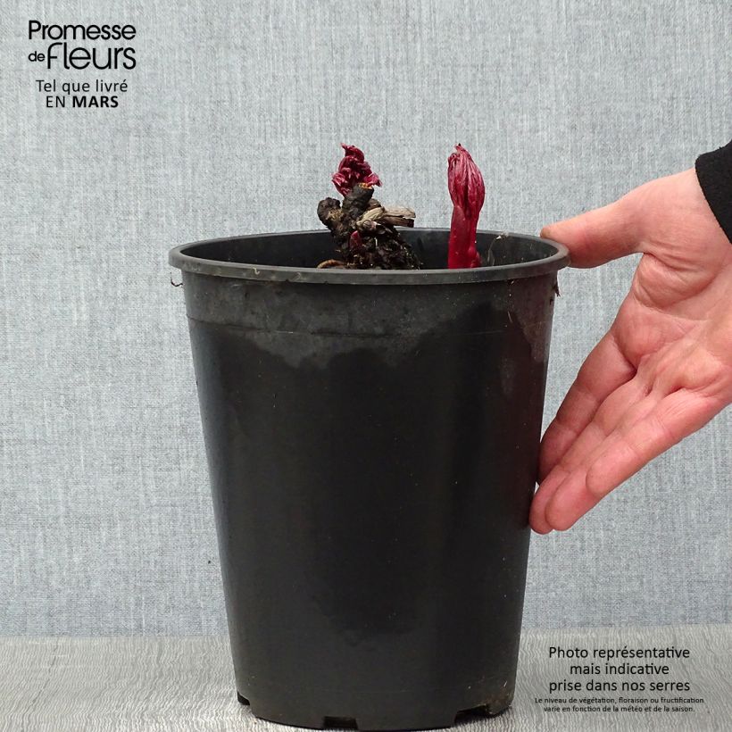 Spécimen de Pivoine Itoh Cora Louise Pot de 3L/4L tel que livré en hiver
