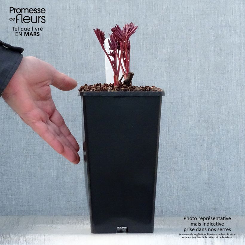Spécimen de Pivoine Itoh Pink Ardour - Paeonia Pot de 3L/4L tel que livré au printemps