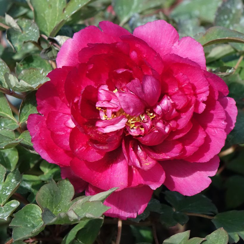 Pivoine arbustive 16 Wu Long Peng Sheng - Paeonia suffruticosa (Floraison)