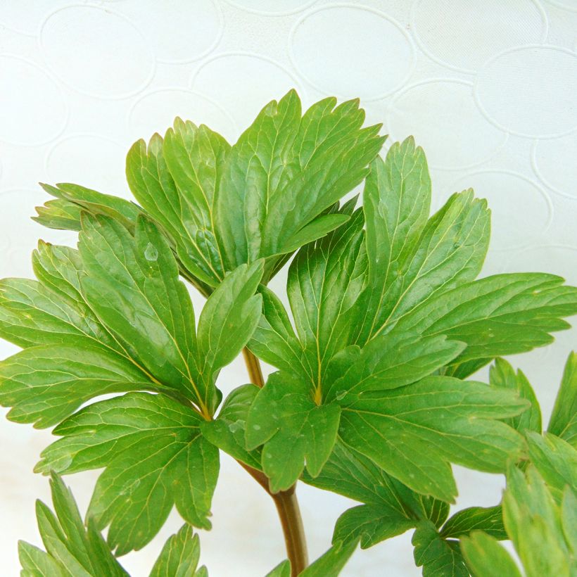 Paeonia peregrina (Folhagem)