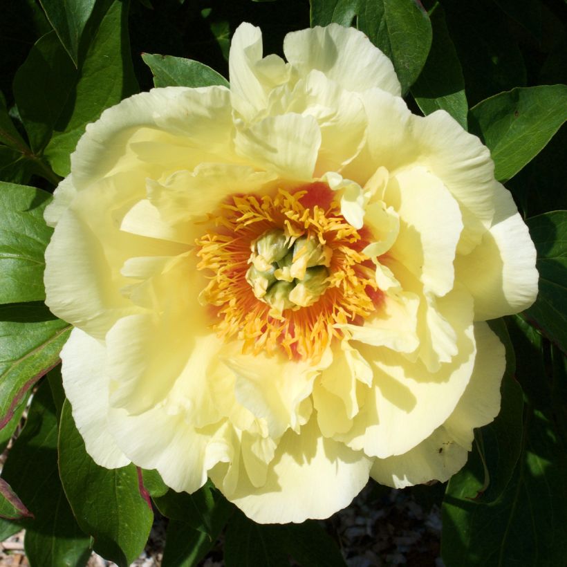 Pivoine itoh Yellow Crown (Floraison)