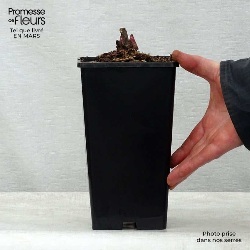 Spécimen de Pivoine lactiflora Adolphe Rousseau Pot de 3L/4L tel que livré au printemps
