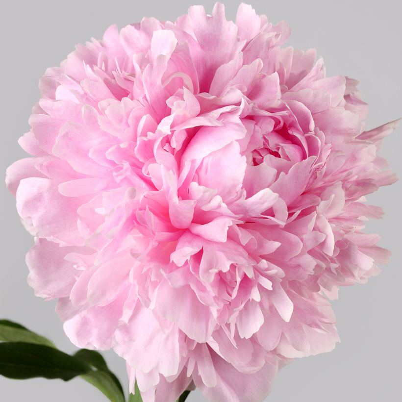Pivoine lactiflora Albert Crousse (Floraison)