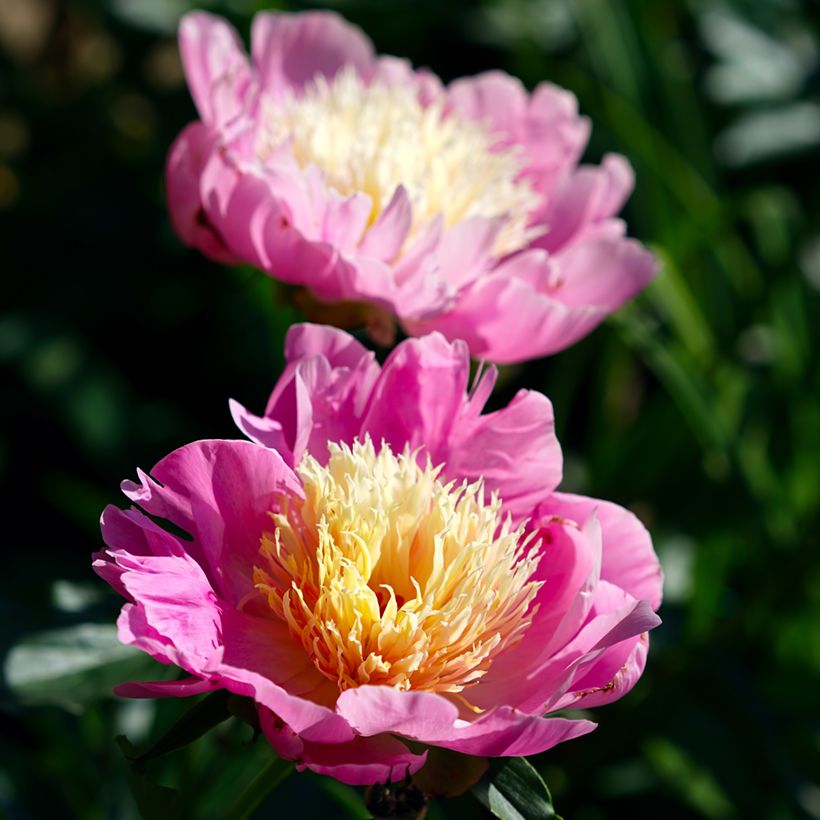 Pivoine lactiflora Bowl of Beauty (Floraison)