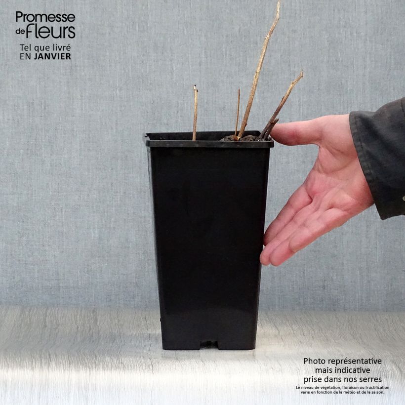 Spécimen de Pivoine lactiflora Buckeye Belle Pot de 3L/4L tel que livré en hiver