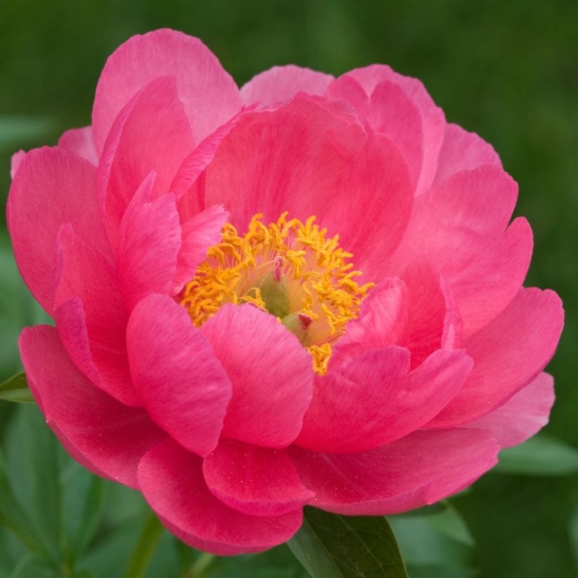 Pivoine lactiflora Cytherea (Floraison)