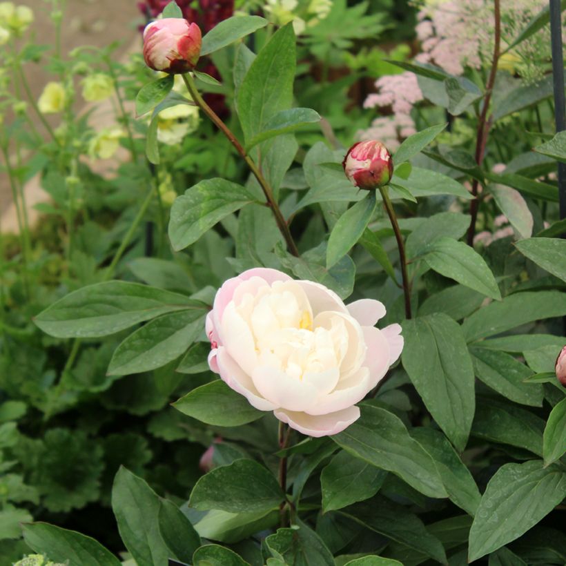 Pivoine lactiflora Gardenia (Feuillage)