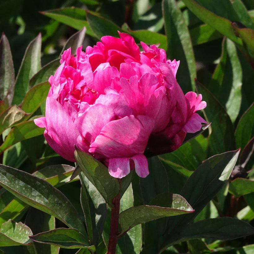 Pivoine lactiflora Kansas (Floraison)