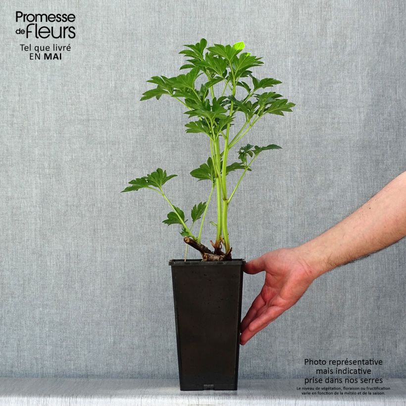 Spécimen de Pivoine lactiflora King's Day Pot de 3L/4L tel que livré au printemps