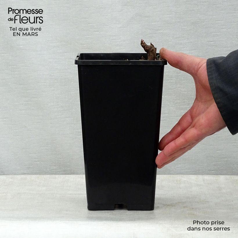 Spécimen de Pivoine lactiflora Marie Lemoine Pot de 3L/4L tel que livré au printemps