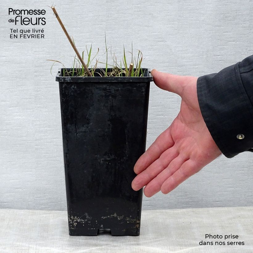 Spécimen de Pivoine lactiflora Nippon Beauty Pot de 3L/4L tel que livré en hiver