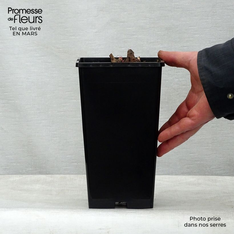 Spécimen de Pivoine lactiflora Nippon Beauty Pot de 3L/4L tel que livré au printemps