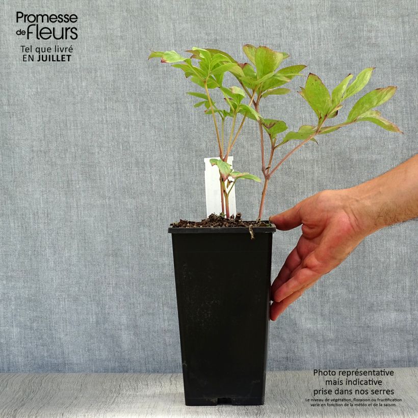 Spécimen de Pivoine lactiflora Nippon Beauty Pot de 3L/4L tel que livré en été