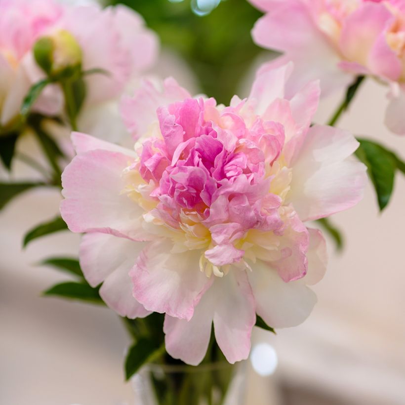 Pivoine lactiflora Raspberry Sunday  (Floraison)