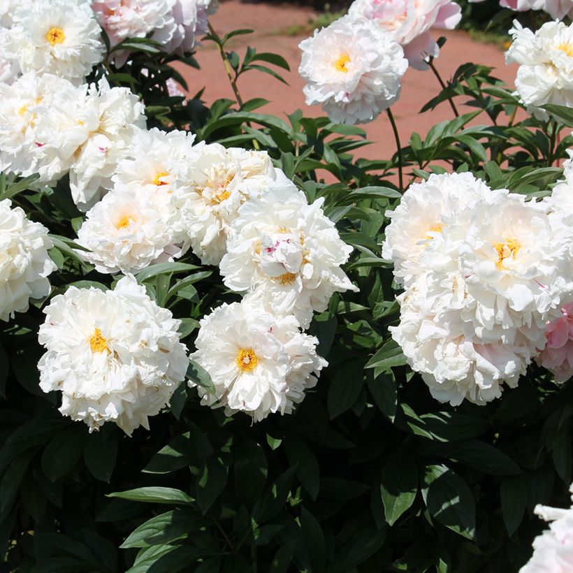 Pivoine lactiflora Reine Hortense (Port)