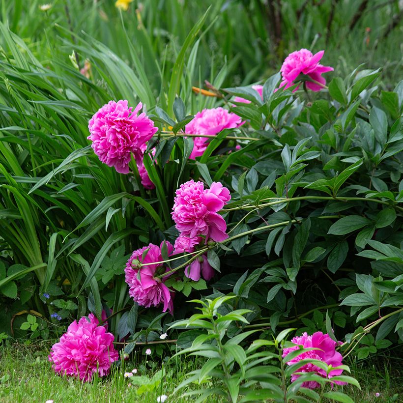 Pivoine lactiflora Sarah Bernhardt (Port)