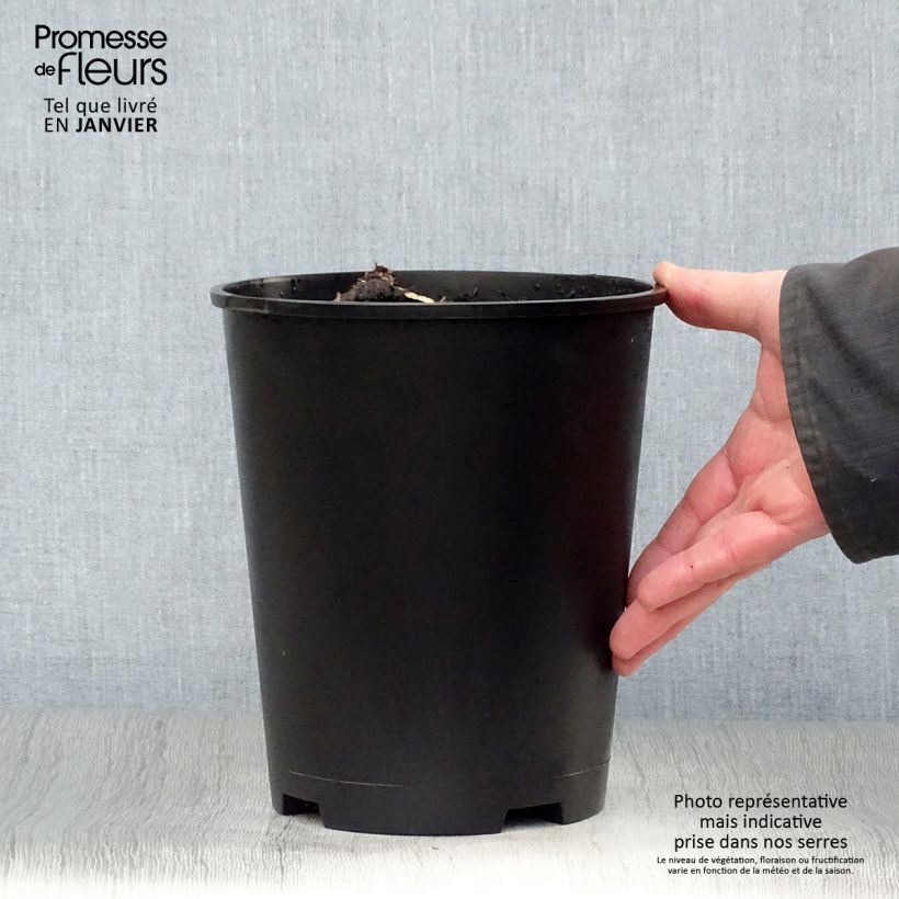 Spécimen de Pivoine lactiflora Solange Pot de 3L/4L tel que livré en hiver