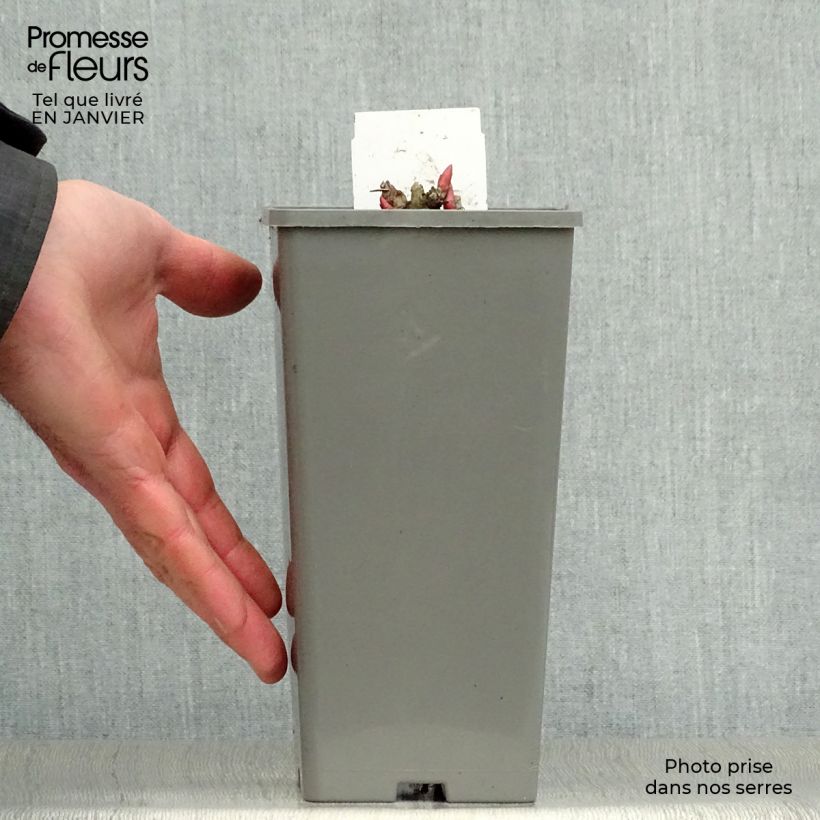 Spécimen de Pivoine officinale Rosea Plena Pot de 12 cm / 13 cm tel que livré en hiver