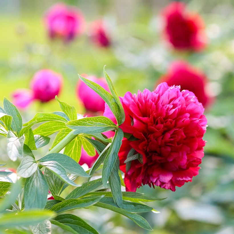 Pivoine officinale Rubra Plena (Floraison)