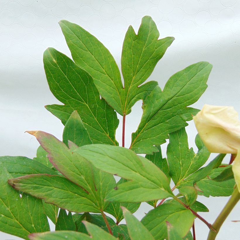 Pivoine arbustive Pink - Paeonia suffruticoa (Feuillage)