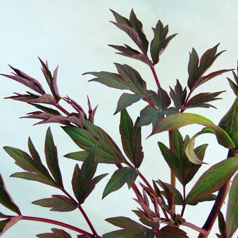 Pivoine arbustive White - Paeonia suffruticosa (Feuillage)