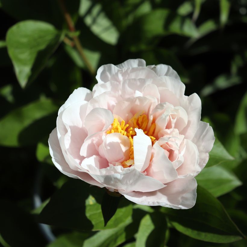 Pivoine Blushing Princess (Floraison)