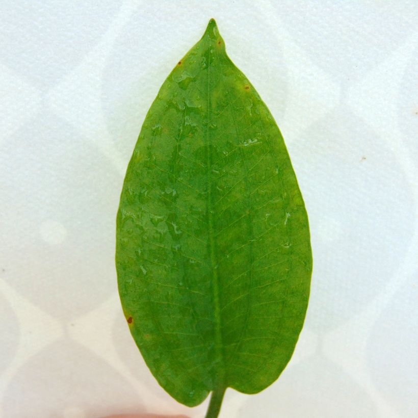 Plantain d'eau commun - Alisma plantago-aquatica (Feuillage)