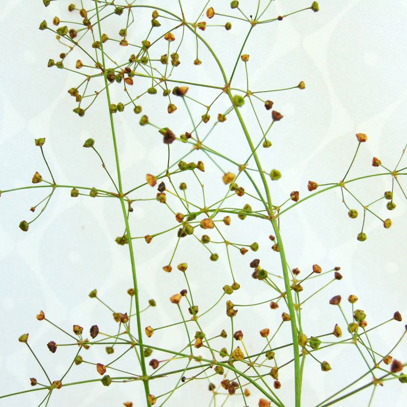 Plantain d'eau commun - Alisma plantago-aquatica (Floraison)