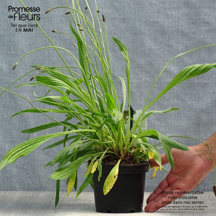 Spécimen de Plantain lancéolé - Plantago lanceolata Pot de 1,5L/2L tel que livré au printemps