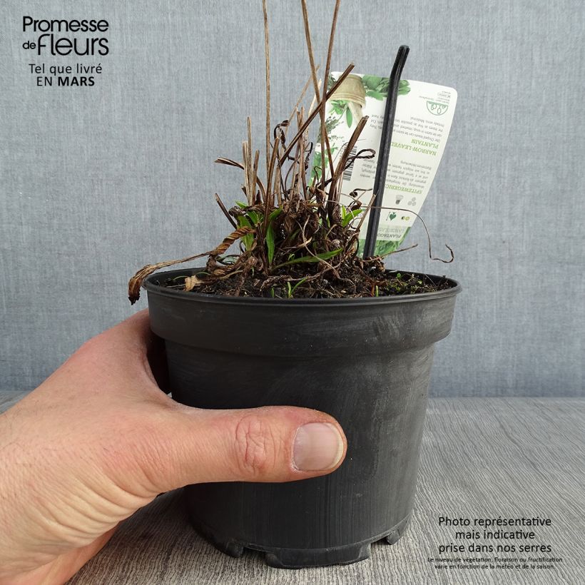 Spécimen de Plantain lancéolé - Plantago lanceolata Pot de 1,5L/2L tel que livré en hiver