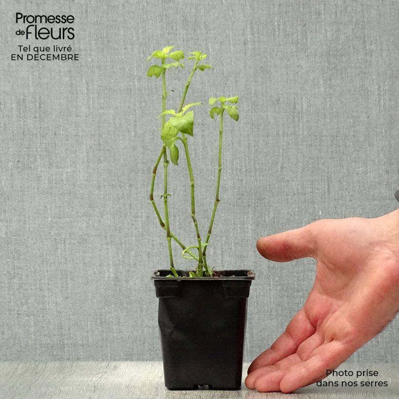 Spécimen de Plante Champignon - Rungia klossii  Godet de 7/8 cm tel que livré en hiver