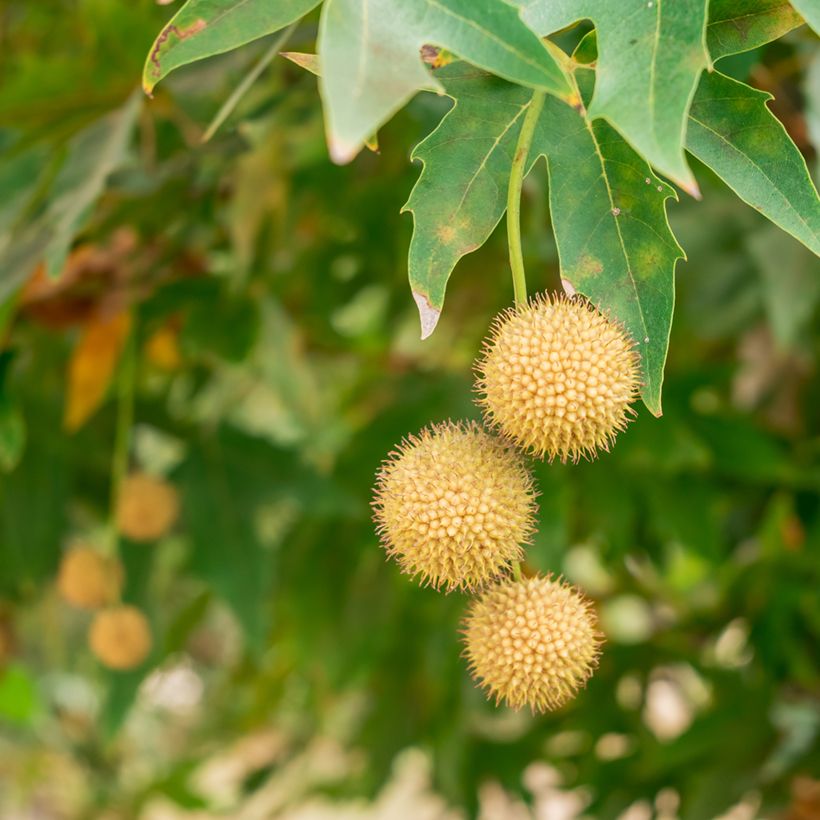 Platanus orientalis - Platane d'Orient (Récolte)