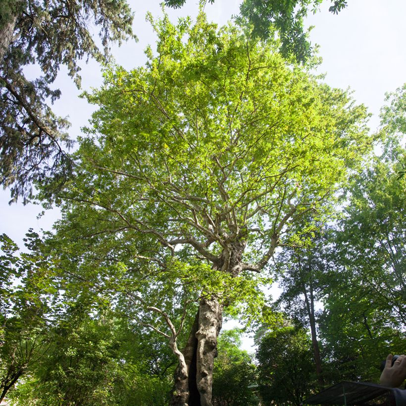 Platanus orientalis - Platane d'Orient (Port)