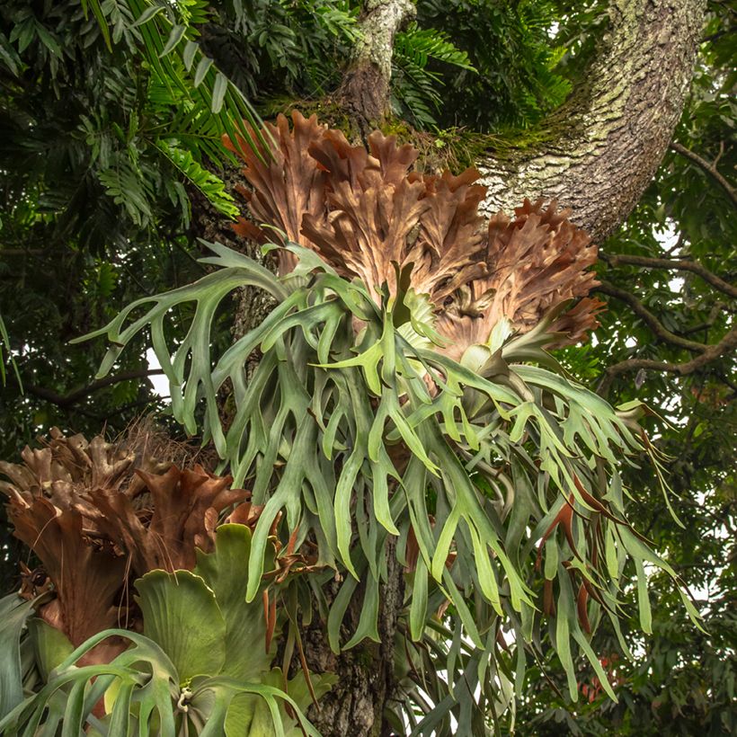 Platycerium alcicorne - Fougère Corne de cerf (Port)