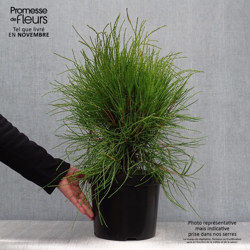 Spécimen de Platycladus orientalis Franky Boy  Pot de 7,5L/10L tel que livré en automne