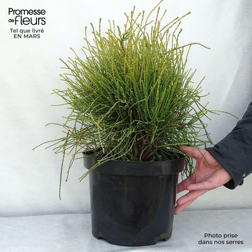 Spécimen de Platycladus orientalis Franky Boy  Pot de 7,5L/10L tel que livré en hiver