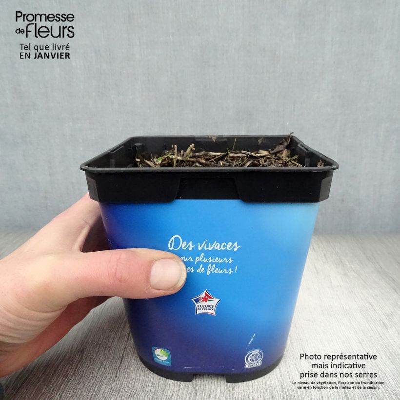 Spécimen de Platycodon grandiflorus Astra Blue Pot de 2L/3L tel que livré en hiver