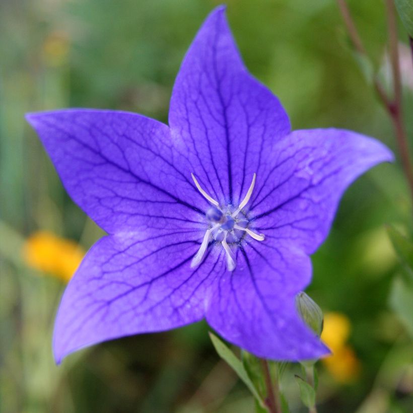 Platycodon grandiflorus Fuji Blue (Floração)