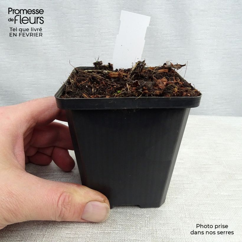 Spécimen de Platycodon grandiflorus Fuji White Godet de 7/8 cm tel que livré en hiver