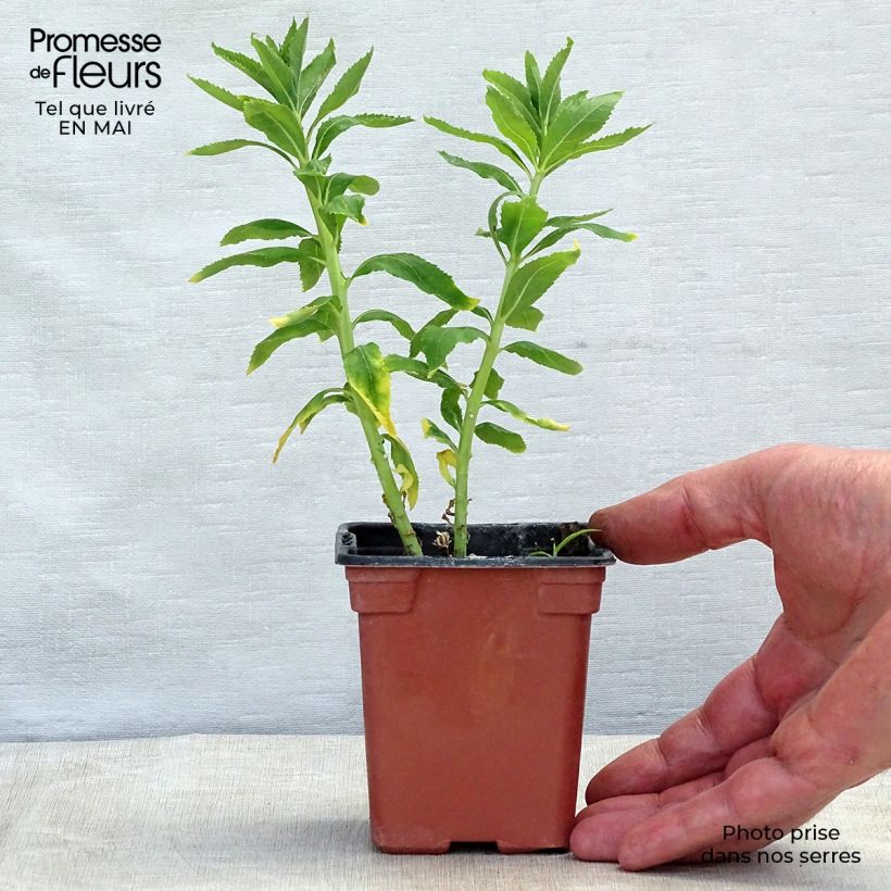 Spécimen de Platycodon grandiflorus Fuji White Godet de 7/8 cm tel que livré au printemps