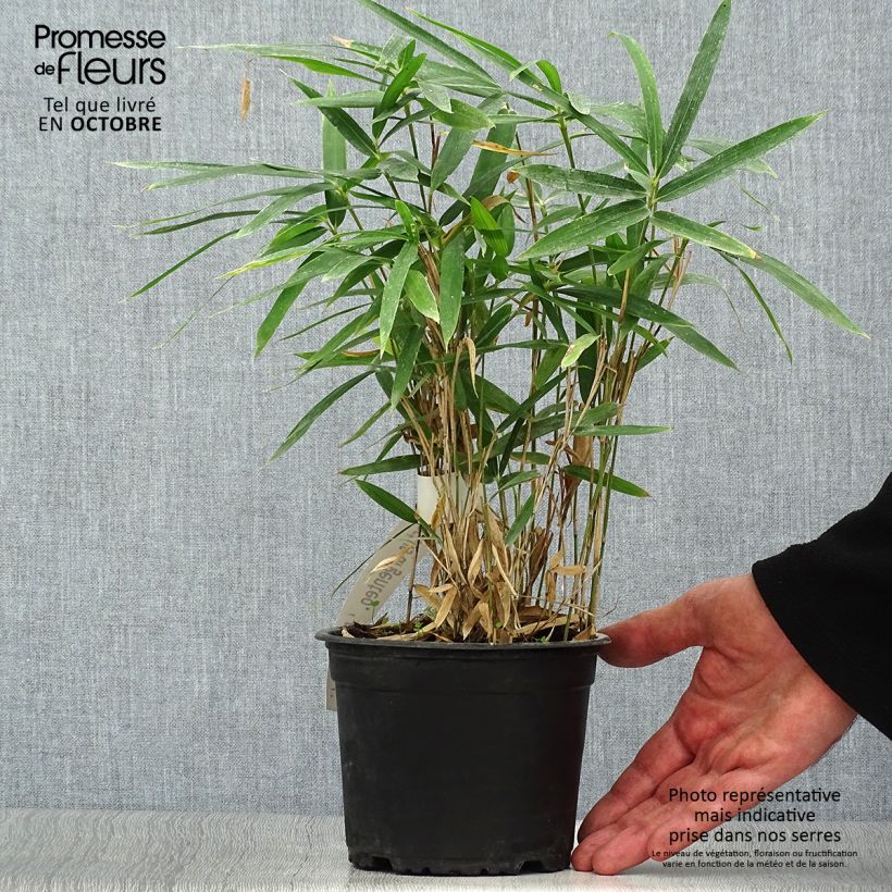 Spécimen de Pleioblastus argenteostriatus f. pumilus - Bambou nain Pot de 1L/1,5L tel que livré en automne