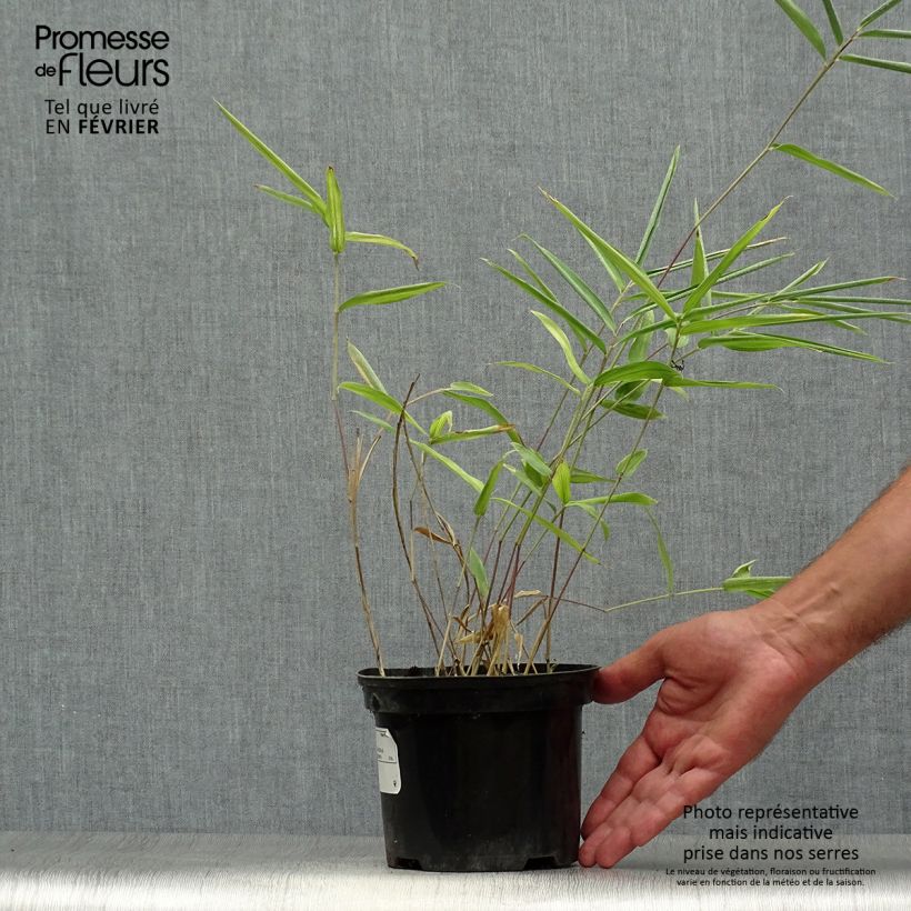 Spécimen de Pleioblastus auricomus - Bambou nain doré Pot de 1L/1,5L tel que livré en automne