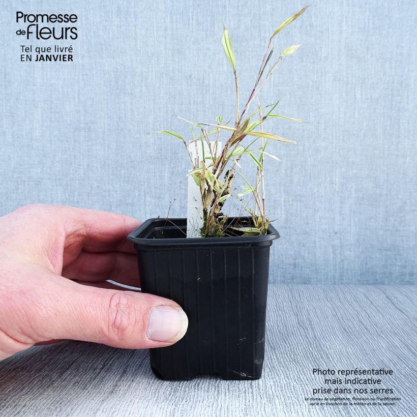 Spécimen de Pleioblastus chino Elegantissimus - Petit bambou panaché Godet de 8/9 cm tel que livré en hiver