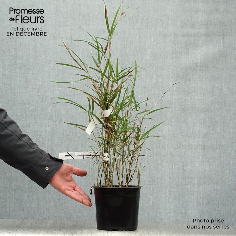 Spécimen de Pleioblastus linearis - Bambou moyen 2/3L Pot de 2L/3L tel que livré en hiver